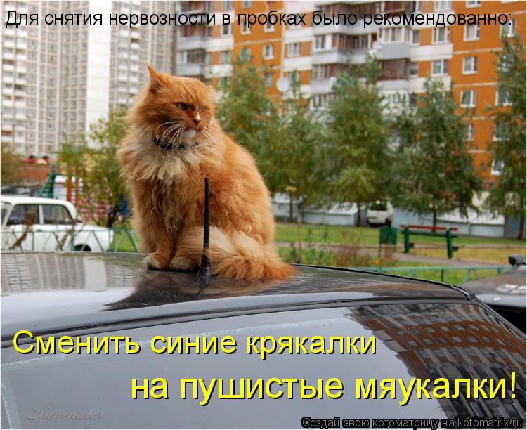 Для снятия нервозности в пробках было рекомендованно: Сменить синие крякалки на пушистые мяукалки!... Котоматрица: Для снятия нервозности в пробках было рекомендованно: Сменить синие крякалки на пушистые мяукалки!
