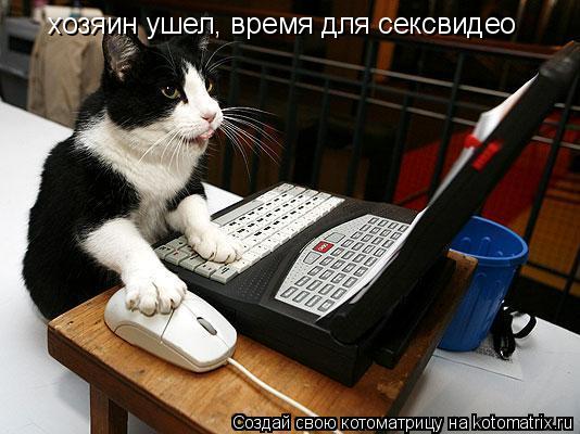 хозяин ушел, время для сексвидео... Котоматрица: хозяин ушел, время для сексвидео