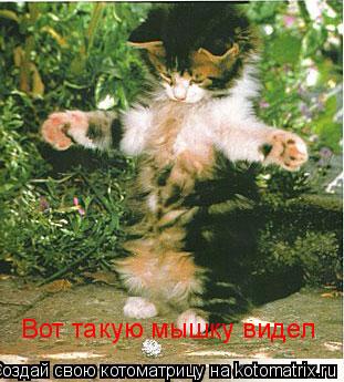 Вот такую мышку видел... Котоматрица: Вот такую мышку видел