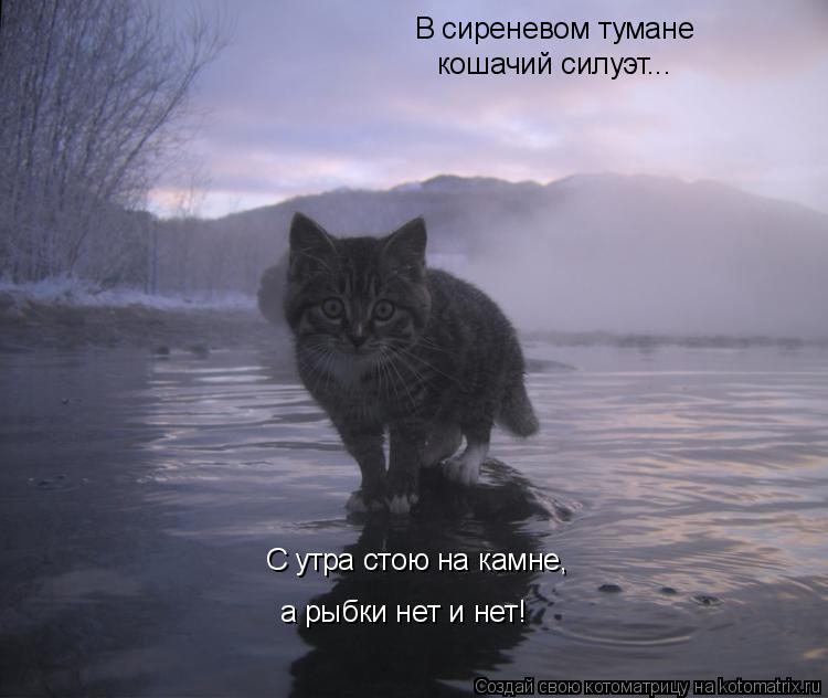 Котоматрица: В сиреневом тумане кошачий силуэт... С утра стою на камне, а рыбки нет и нет!