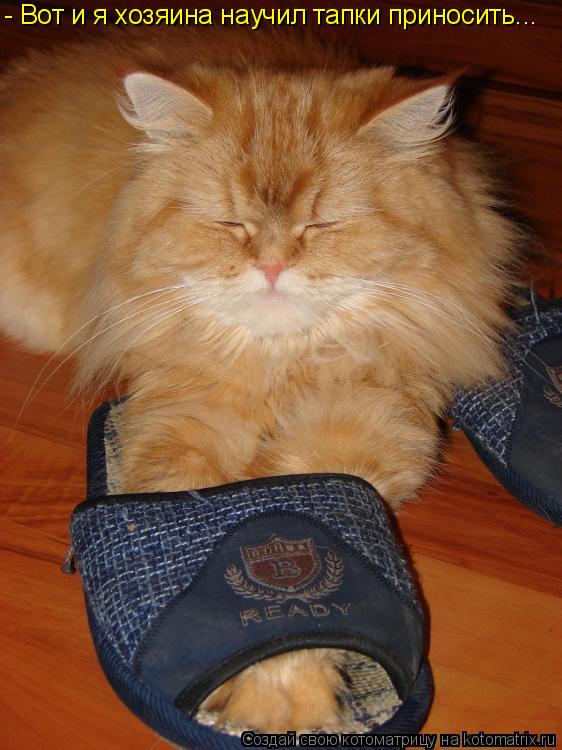 - Вот и я хозяина научил тапки приносить...... Котоматрица: - Вот и я хозяина научил тапки приносить...