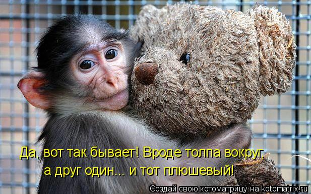Да, вот так бывает! Вроде толпа вокруг, а друг один... и тот плюшевый!... Котоматрица: Да, вот так бывает! Вроде толпа вокруг, а друг один... и тот плюшевый!