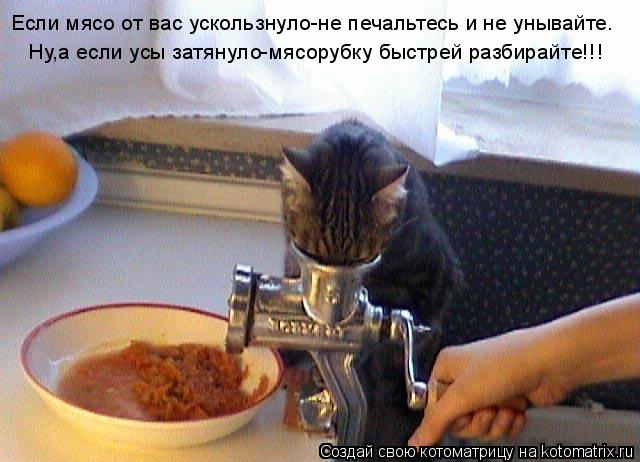Если мясо от вас ускользнуло-не печальтесь и не унывайте. Ну,а если усы затянуло-мясорубку быстрей ра... Котоматрица: Если мясо от вас ускользнуло-не печальтесь и не унывайте. Ну,а если усы затянуло-мясорубку быстрей разбирайте!!!