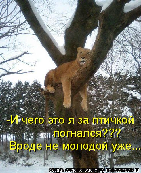 -И чего это я за птичкой погнался??? Вроде не молодой уже...... Котоматрица: -И чего это я за птичкой погнался??? Вроде не молодой уже...