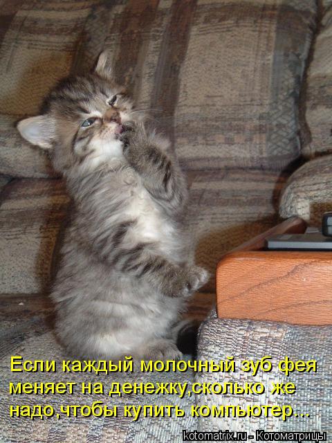 Если каждый молочный зуб фея меняет на денежку,сколько же надо,чтобы купить компьютер...... Котоматрица: Если каждый молочный зуб фея меняет на денежку,сколько же надо,чтобы купить компьютер...