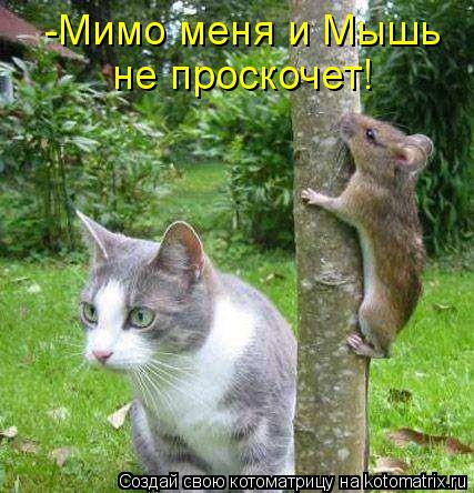 -Мимо меня и Мышь не проскочет!... Котоматрица: -Мимо меня и Мышь не проскочет!