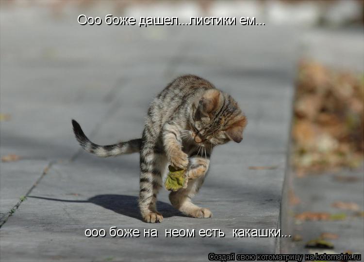Oоо боже дашел...листики ем... ооо боже на неом есть какашки...... Котоматрица: Oоо боже дашел...листики ем... ооо боже на неом есть какашки...