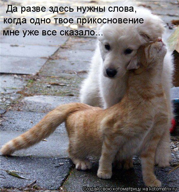 Да разве здесь нужны слова, когда одно твое прикосновение мне уже все сказало...... Котоматрица: Да разве здесь нужны слова, когда одно твое прикосновение мне уже все сказало...