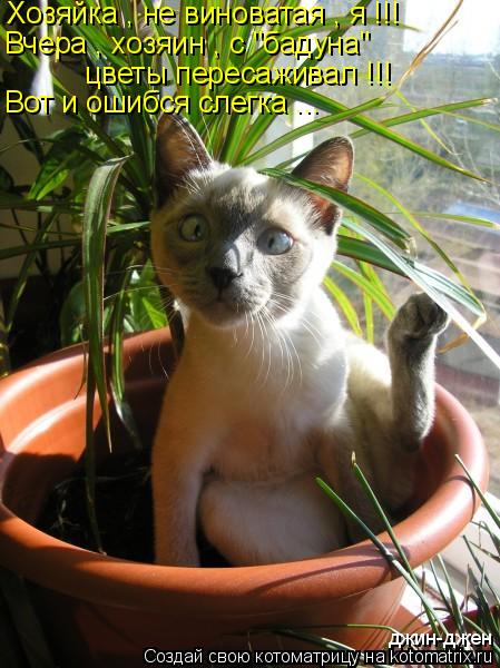Котоматрица: Хозяйка , не виноватая , я !!! Вчера , хозяин , с "бадуна"  цветы пересаживал !!! джин-джен Вот и ошибся слегка ...