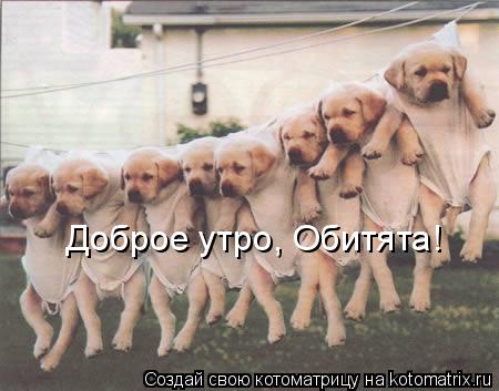 Котоматрица: Доброе утро, Обитята!