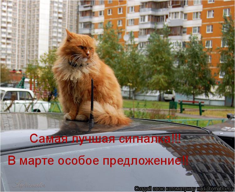 Самая лучшая сигналка!!! В марте особое предложение!!... Котоматрица: Самая лучшая сигналка!!! В марте особое предложение!!