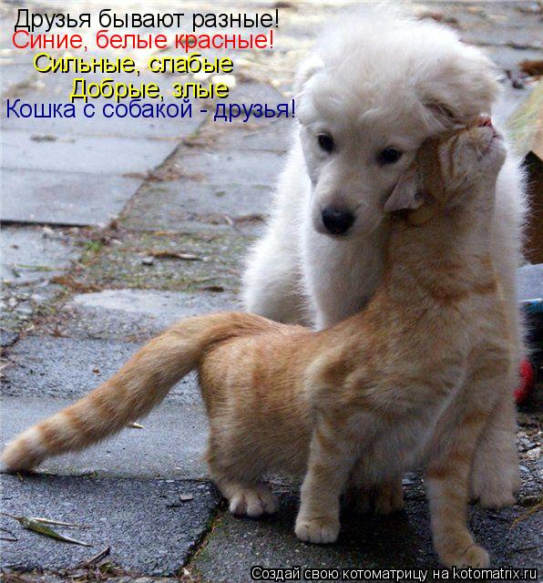 Друзья бывают разные! Синие, белые красные! Сильные, слабые Добрые, злые Кошка с собакой - друзья!... Котоматрица: Друзья бывают разные! Синие, белые красные! Сильные, слабые Добрые, злые Кошка с собакой - друзья!