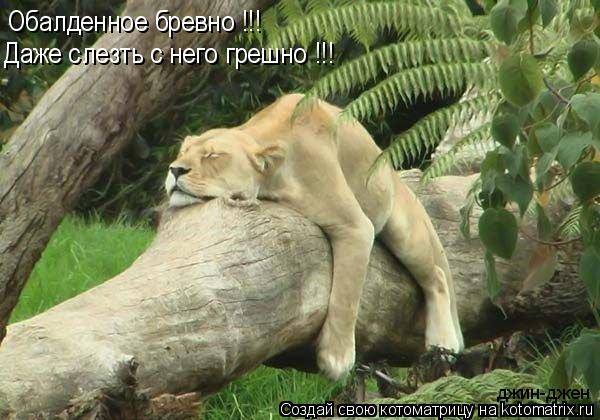 Обалденное бревно !!! Даже слезть с него грешно !!! джин-джен... Котоматрица: Обалденное бревно !!! Даже слезть с него грешно !!! джин-джен