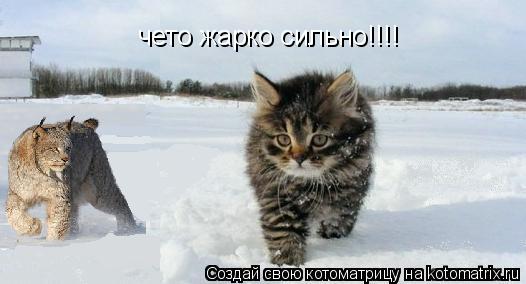 Котоматрица: чето жарко сильно!!!!
