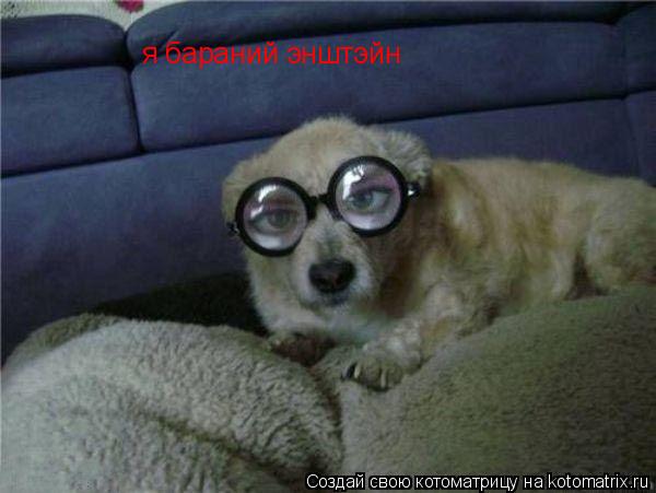 я бараний энштэйн... Котоматрица: я бараний энштэйн