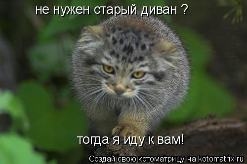 не нужен старый диван ? тогда я иду к вам!... Котоматрица: не нужен старый диван ? тогда я иду к вам!