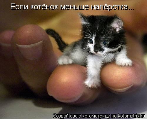 Котоматрица: Если котёнок меньше напёрстка...