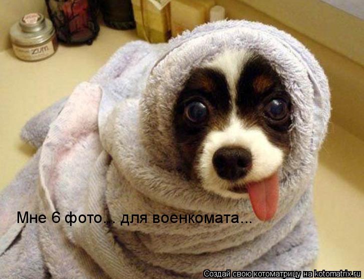 Котоматрица: Мне 6 фото... для военкомата...