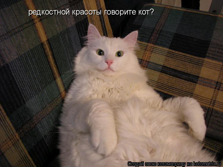 редкостной красоты говорите кот?... Котоматрица: редкостной красоты говорите кот?