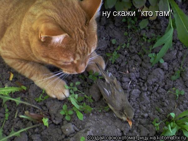 Котоматрица: ну скажи "кто там"