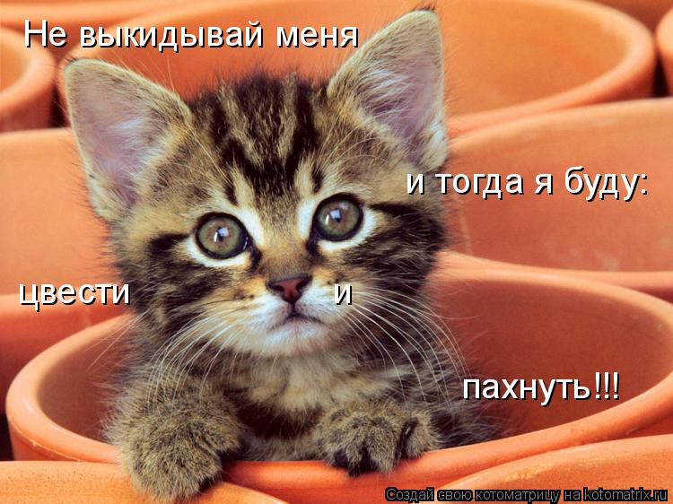 Не выкидывай меня и тогда я буду: цвести и пахнуть!!!... Котоматрица: Не выкидывай меня и тогда я буду: цвести и пахнуть!!!