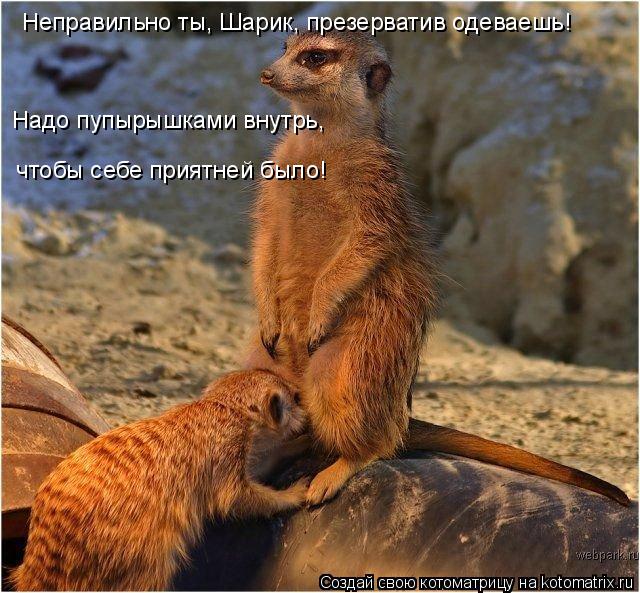 Котоматрица: Неправильно ты, Шарик, презерватив одеваешь!  Надо пупырышками внутрь,  чтобы себе приятней было!