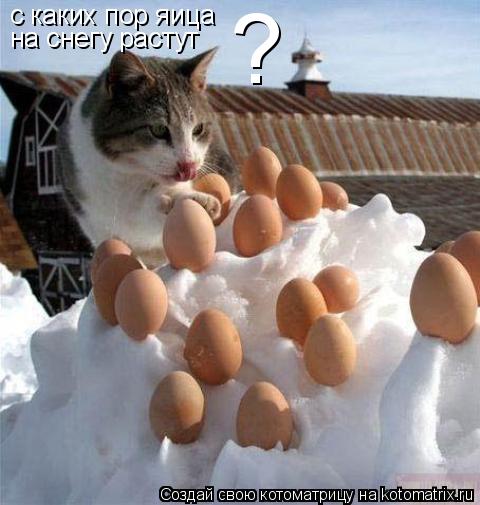 Котоматрица: с каких пор яица на снегу растут ?