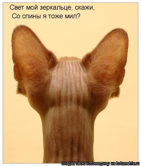 Котоматрица: Свет мой зеркальце, скажи, Со спины я тоже мил?