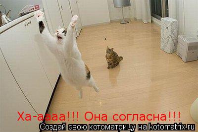 Ха-аааа!!! Она согласна!!!... Котоматрица: Ха-аааа!!! Она согласна!!!