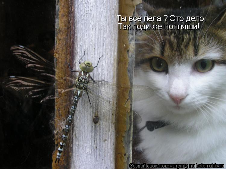 Котоматрица: Ты все пела ? Это дело. Так поди же попляши!