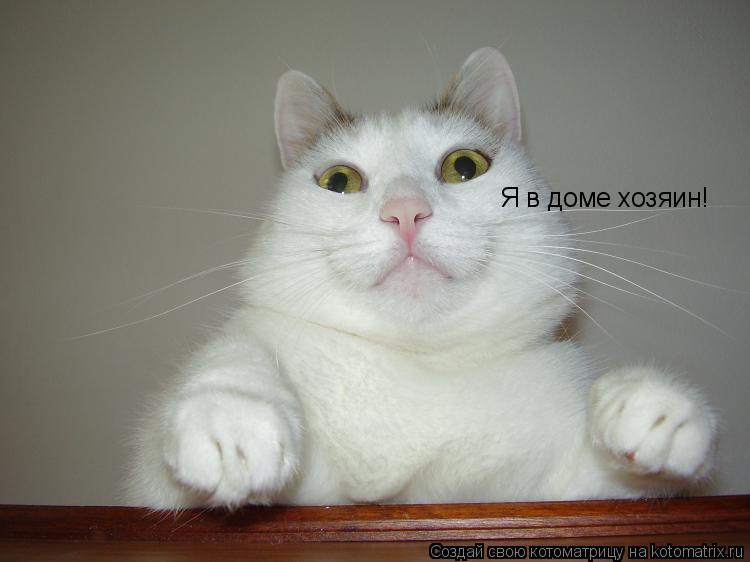 Я в доме хозяин!... Котоматрица: Я в доме хозяин!