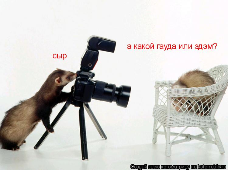 а какой гауда или эдэм? сыр... Котоматрица: а какой гауда или эдэм? сыр