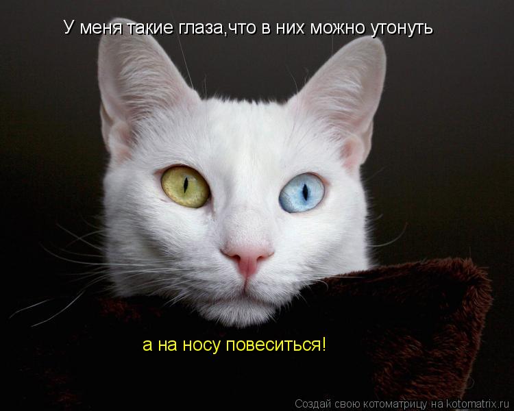 Котоматрица: У меня такие глаза,что в них можно утонуть а на носу повеситься!