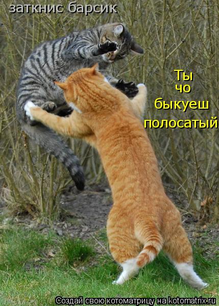 Котоматрица: Ты чо быкуеш полосатый заткнис барсик