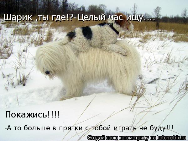 Котоматрица: Шарик ,ты где!?-Целый час ищу.... -А то больше в прятки с тобой играть не буду!!! Покажись!!!!