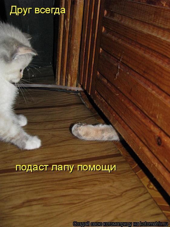 Котоматрица: Друг всегда  подаст лапу помощи