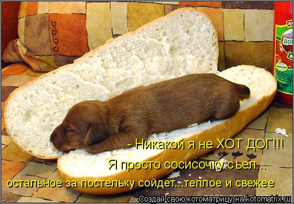 Котоматрица: - Никакой я не ХОТ ДОГ!!! Я просто сосисочку съел... остальное за постельку сойдет...теплое и свежее