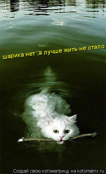 шарика нет ,а лучше жить не стало... Котоматрица: шарика нет ,а лучше жить не стало