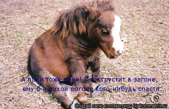 Котоматрица: А пони тоже кони! И он грустит в загоне, ему б в лихой погоне кого-нибудь спасти...