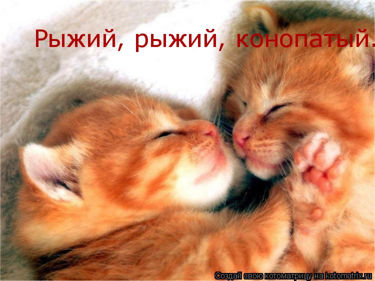 Рыжий, рыжий, конопатый........ Котоматрица: Рыжий, рыжий, конопатый.....