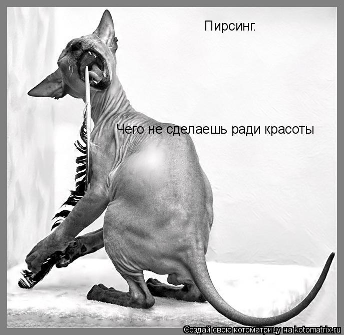 Котоматрица: Пирсинг. Чего не сделаешь ради красоты
