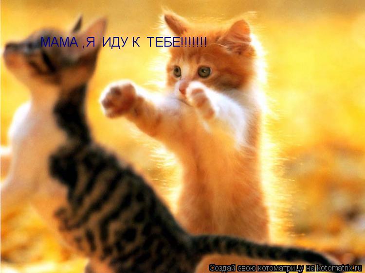 Котоматрица: МАМА ,Я  ИДУ К  ТЕБЕ!!!!!!! МАМА ,Я  ИДУ К  ТЕБЕ!!!!!!!