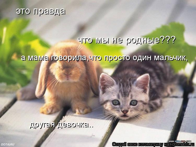 Котоматрица: это правда что мы не родные??? а мама говорила,что просто один мальчик, другая девочка..