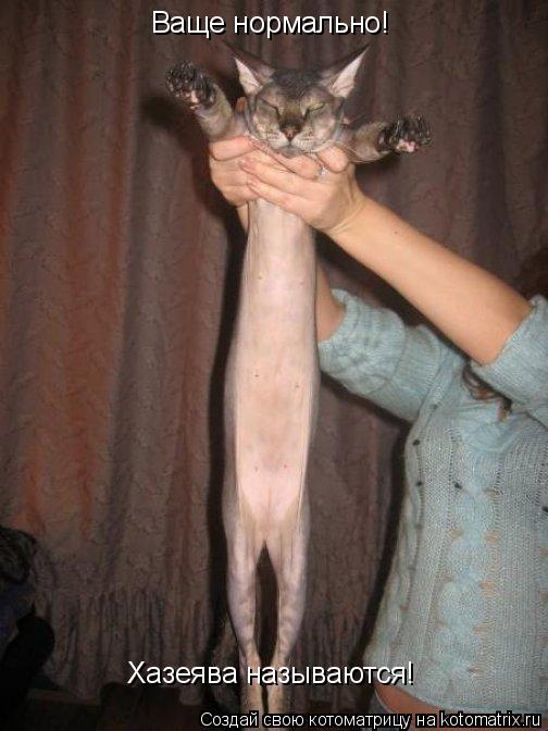 Котоматрица: Ваще нормально!  Хазеява называются!