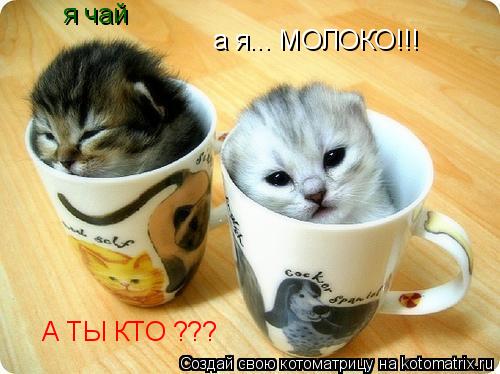 Котоматрица: я чай а я... МОЛОКО!!! А ТЫ КТО ???