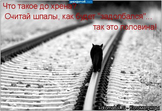 Котоматрица: Что такое до хрена?  Считай шпалы, как будет "задолбался"...  так это половина!