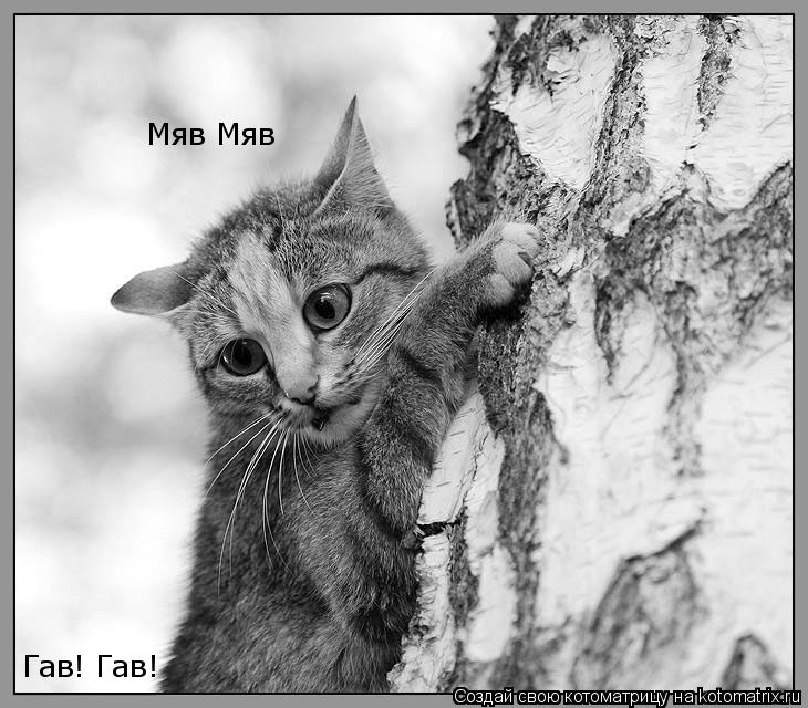 Котоматрица: Гав! Гав! Мяв Мяв