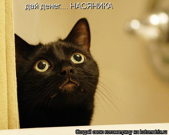 дай денег.... НАСЯНИКА... Котоматрица: дай денег.... НАСЯНИКА