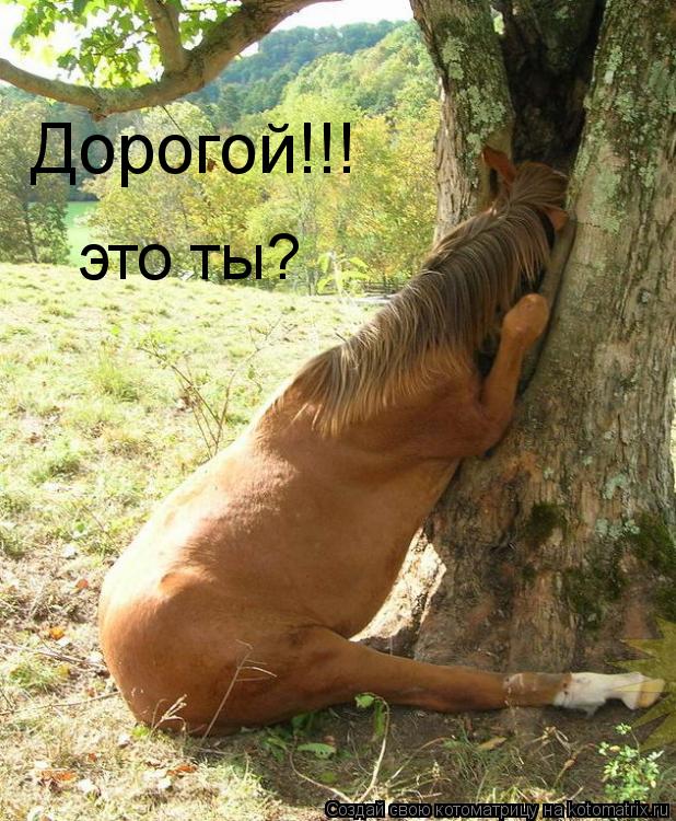 Котоматрица: Дорогой!!! это ты?