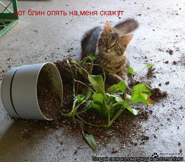 Котоматрица: вот блин опять на меня скажут
